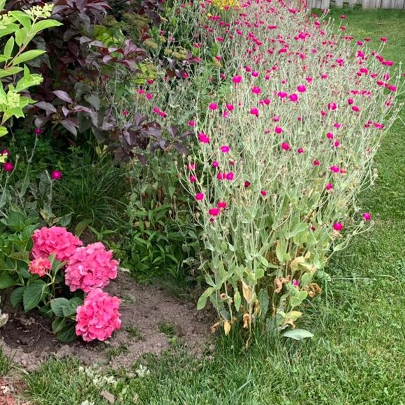 Meet your Posher, Leila - Picture 1 of 1